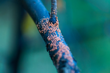 Macro tree trunk on cool background. Autumn nature