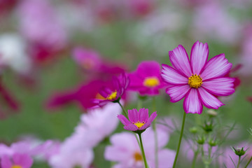 Cosmos Flower / Furusato Plaza in Sakura City, Chiba Prefecture, Japan