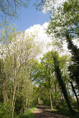Trees at Crawters Brook a green space on the Manor Royal Industial Estate Crawley West Sussex