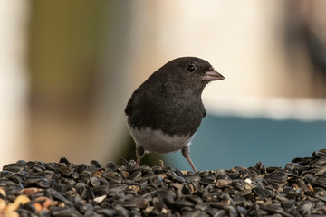 Dark-eyed junco (Junco hyemalis) on the feeder