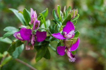 Purple flowers