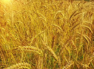 golden ears for harvest growing in a farm field.