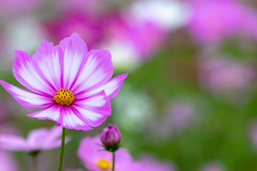 Cosmos Flower / Furusato Plaza in Sakura City, Chiba Prefecture, Japan