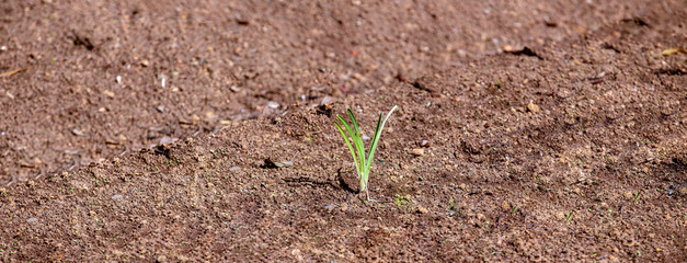 Isolated plant sprout