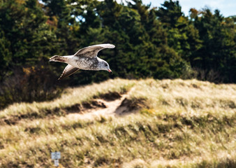 Glidinggull