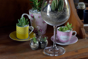 Cactus and succulents planted in cups and glasses