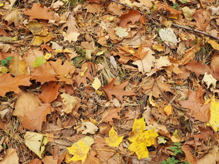 A lot of dry leaves from different trees in close proximity, autumn foliage, background