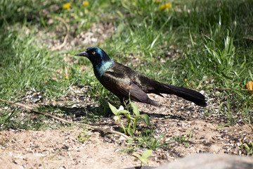 Obraz premium Grackle on the Ground