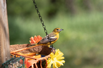 Female Baltimore Oriole