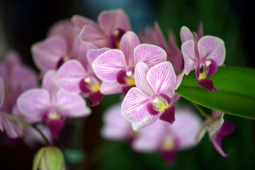 Fototapeta na wymiar Bunch of pink orchids