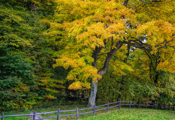 autumn in the park