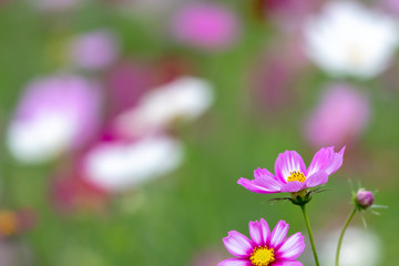 Fototapeta premium Cosmos Flower / Furusato Plaza in Sakura City, Chiba Prefecture, Japan