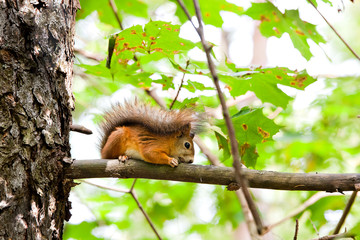 Red squirrel  on a tree branch