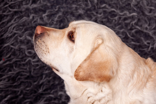 Dog breed labrador portrait in prifile on blsck background