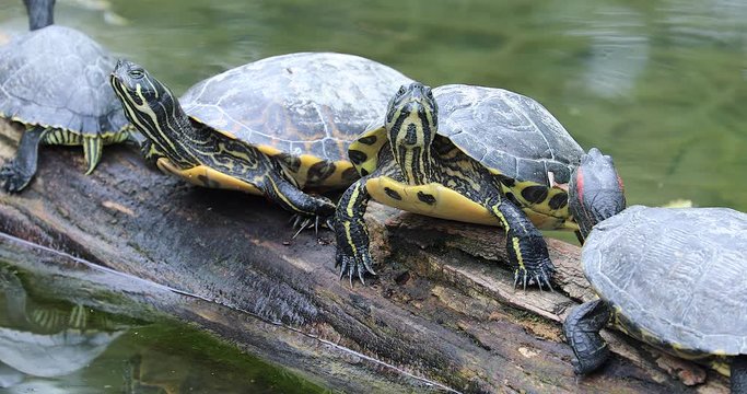 Group Of Turtles On The Wooden Trunk, Close Up View - DCi 4K Resolution