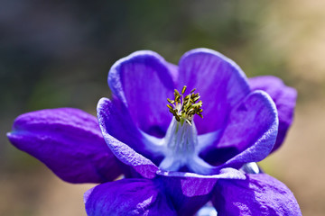 Blue flower with pistils and stamens close-up 