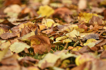 Autumn Leaves Abstract