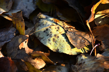 Decaying Leaves Covered in Frost