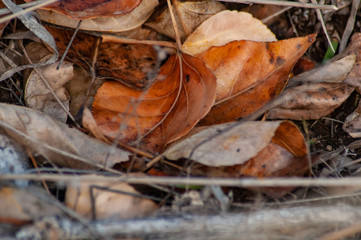 Fallen leaves on the forest floor.