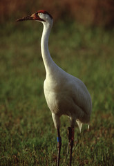 Obraz premium Whooping Crane (Grus Americana)