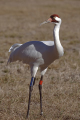 Whooping Crane (Grus Americana)