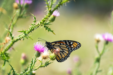 Monarch butterfly resting among thistles