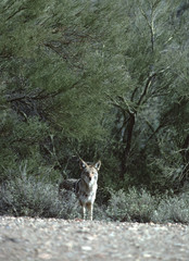 Coyote (Canis Latrans)