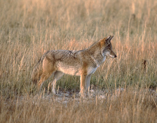Coyote (Canis Latrans)