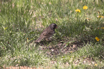 Looking for Seeds