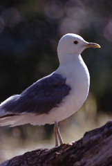 Mew Gull (Larus Canus)