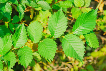 Green leaves close up, green background, texture, fresh nature fragment.