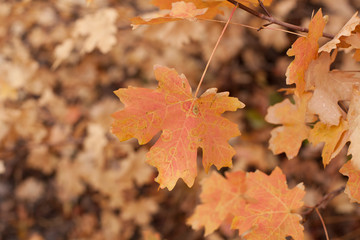 Naklejka na ściany i meble Orange Leaf on tree in autumn
