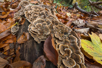 Closeup of coriolus versicolor fungus growing out of the tree stub 