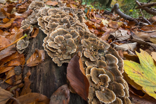 Closeup of coriolus versicolor fungus growing out of the tree stub 