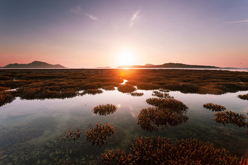 Beautiful coral reef during low tide water in the sea beautiful light sunrise over sea.
