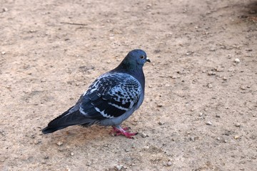 pigeon in the park