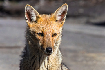 retrato de zorro colorado patagonico