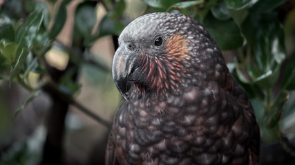 New Zealand parrot the kaka