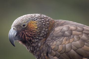 Kaka on Kapiti Island