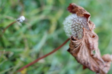 autumn dandelion