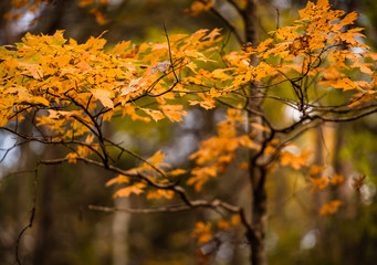 Naklejka na ściany i meble Fall foliage on branch
