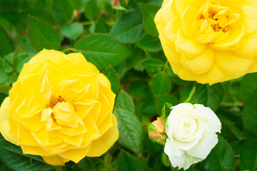 Yellow rose top view