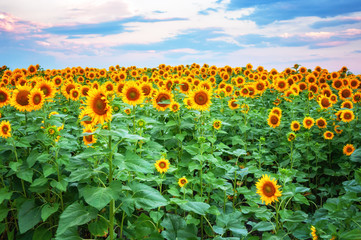 Obraz premium Blooming Sunflower field