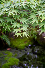 もみじと日本庭園