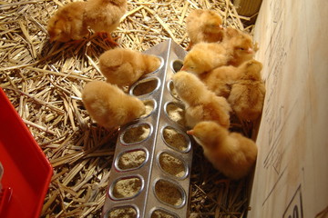 Group of baby chickens eating in a brooder on a farm in spring - obrazy, fototapety, plakaty