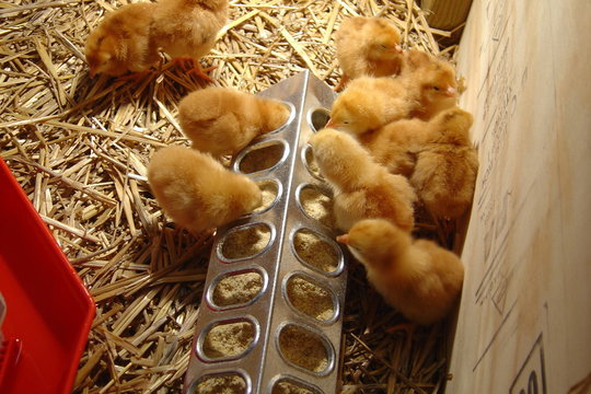 Group of baby chickens eating in a brooder on a farm in spring