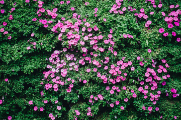 beautiful petunia flowers in the garden in Spring time