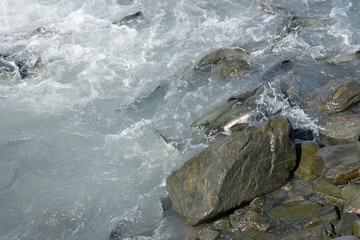 Salmon fish swimming upstream in Valdez Alaska during the August salmon run