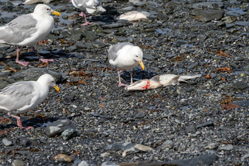 Seagull in Valdez Alaska eats a dead salmon fish as other birds look on, during the August salmon run