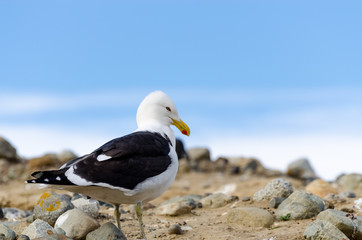Patagonia's Seagull